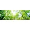 Sun Through Trees (Long) 2 Sun Through Trees (Long) -WALL ART DESGIN SALE sun through trees long canvas stretched canvas 60x20cm 300825