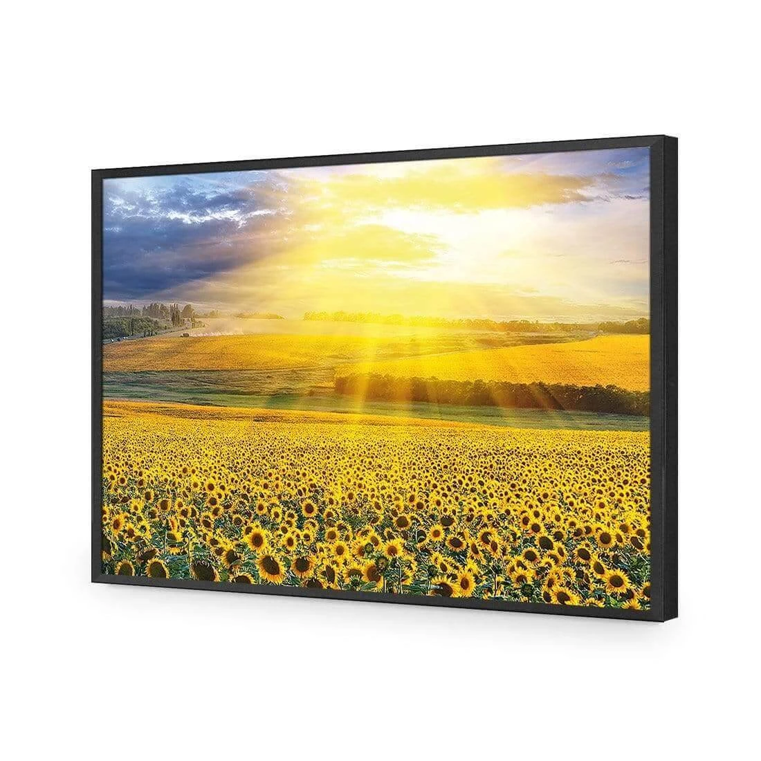 Sunflower Shine Sunflower Shine -WALL ART DESGIN SALE sunflower shine acrylic glass no border black frame 45x30cm 725743