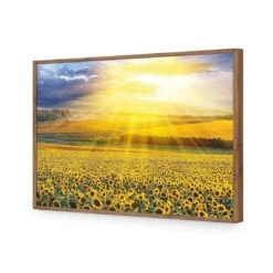 Sunflower Shine 18 Sunflower Shine -WALL ART DESGIN SALE sunflower shine acrylic glass no border natural frame 45x30cm 567643