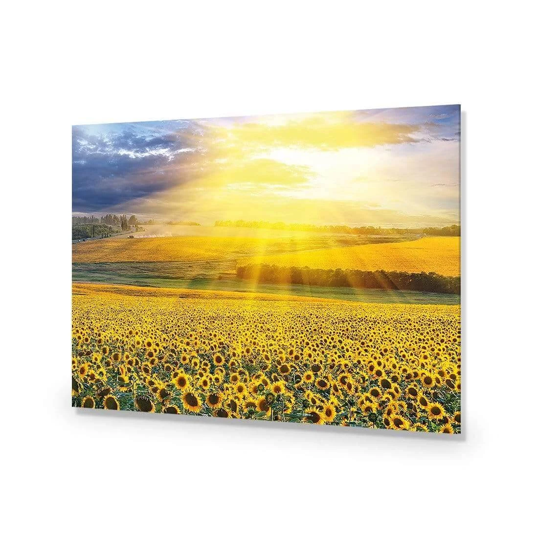 Sunflower Shine Sunflower Shine -WALL ART DESGIN SALE sunflower shine acrylic glass no border no frame 45x30cm 305298