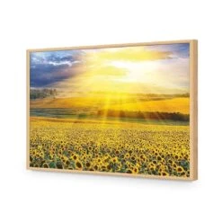 Sunflower Shine 17 Sunflower Shine -WALL ART DESGIN SALE sunflower shine acrylic glass no border oak frame 45x30cm 966000