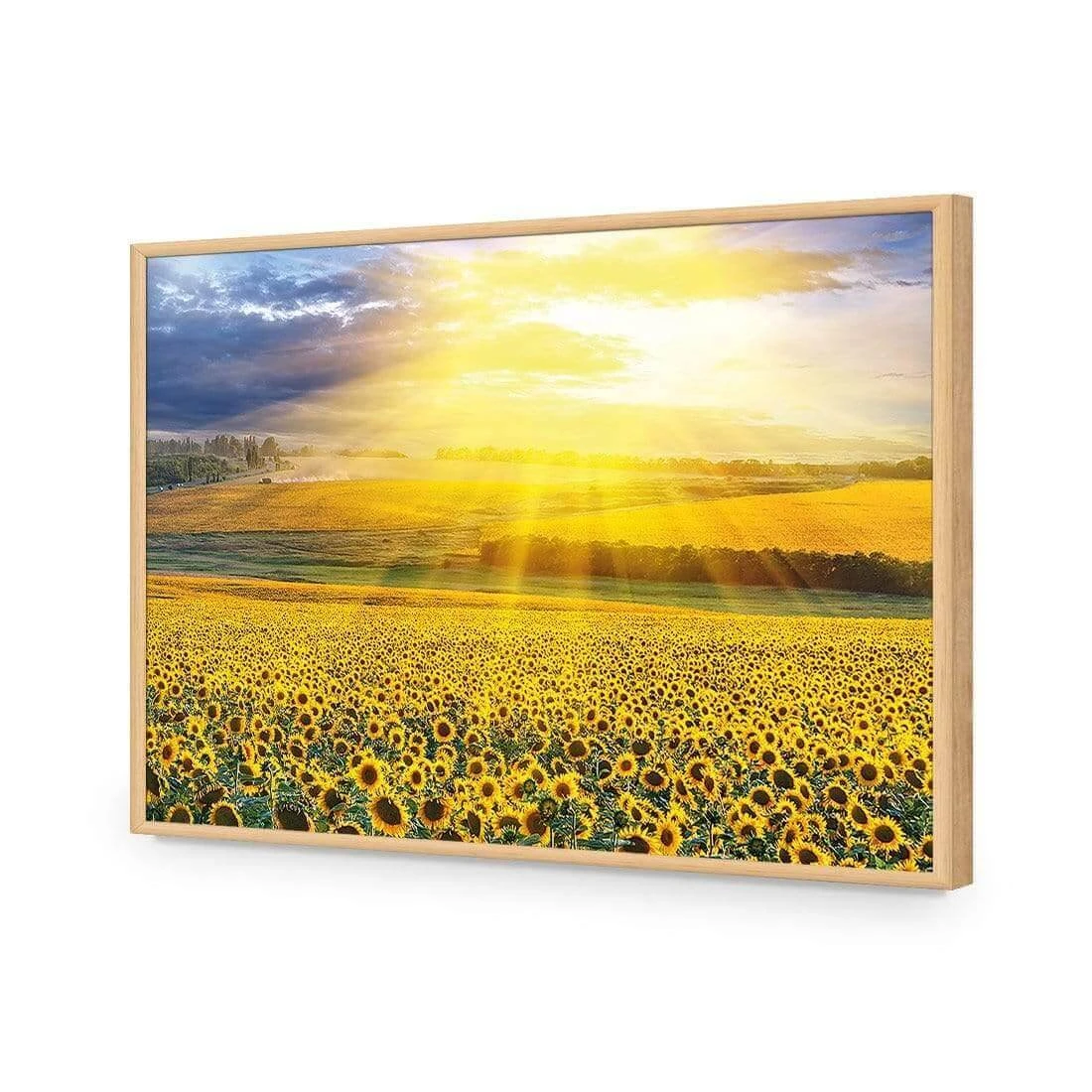 Sunflower Shine Sunflower Shine -WALL ART DESGIN SALE sunflower shine acrylic glass no border oak frame 45x30cm 966000