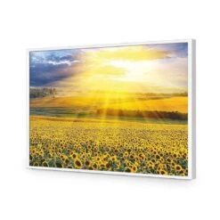Sunflower Shine 16 Sunflower Shine -WALL ART DESGIN SALE sunflower shine acrylic glass no border white frame 45x30cm 904798