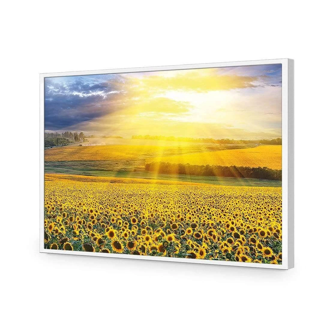 Sunflower Shine Sunflower Shine -WALL ART DESGIN SALE sunflower shine acrylic glass no border white frame 45x30cm 904798
