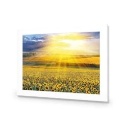 Sunflower Shine 9 Sunflower Shine -WALL ART DESGIN SALE sunflower shine acrylic glass with border no frame 45x30cm 892545