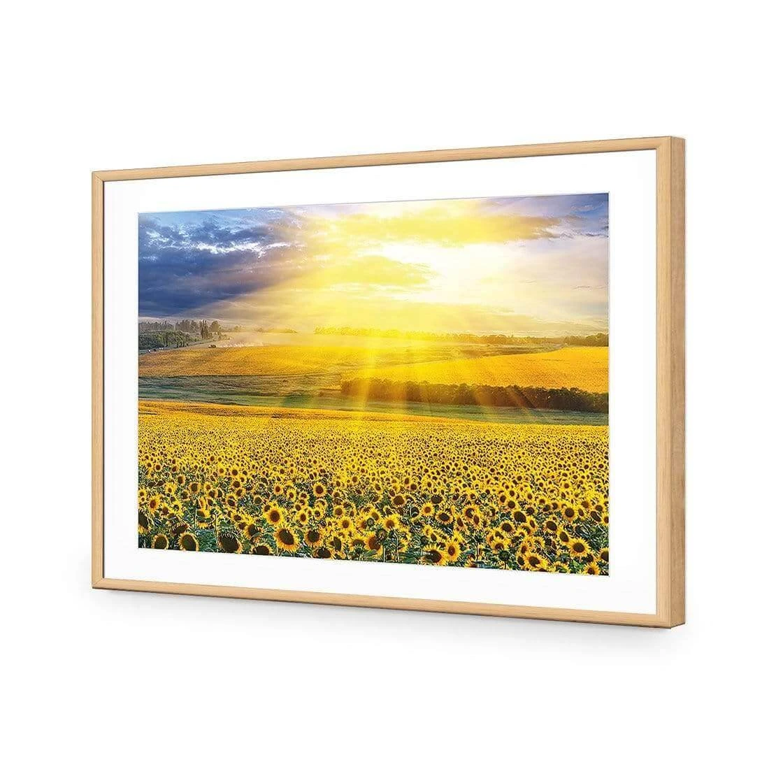Sunflower Shine Sunflower Shine -WALL ART DESGIN SALE sunflower shine acrylic glass with border oak frame 45x30cm 817043