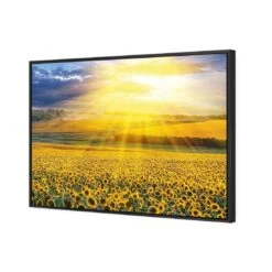 Sunflower Shine 4 Sunflower Shine -WALL ART DESGIN SALE sunflower shine canvas black floating frame 45x30cm 538550