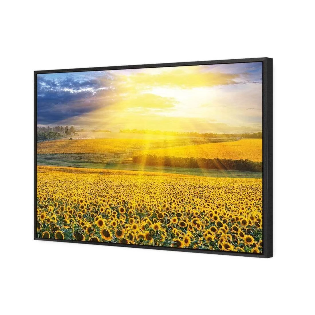 Sunflower Shine Sunflower Shine -WALL ART DESGIN SALE sunflower shine canvas black floating frame 45x30cm 538550