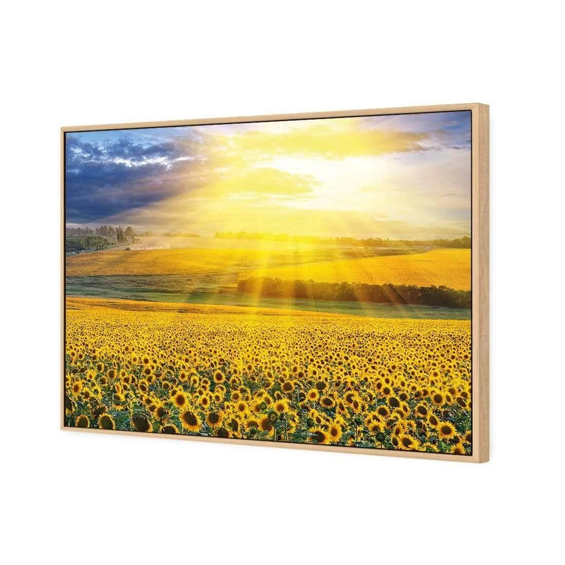 Sunflower Shine Sunflower Shine -WALL ART DESGIN SALE sunflower shine canvas oak floating frame 45x30cm 898802