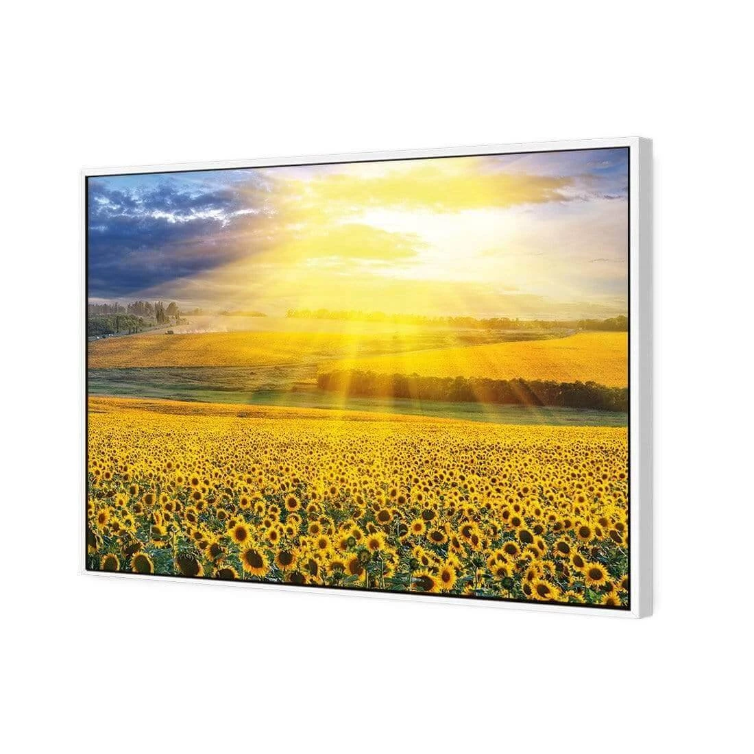 Sunflower Shine Sunflower Shine -WALL ART DESGIN SALE sunflower shine canvas white floating frame 45x30cm 350575