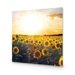Sunflowers At Sunset (square) -WALL ART DESGIN SALE sunflowers at sunset square acrylic glass no border no frame 37x37cm 939300