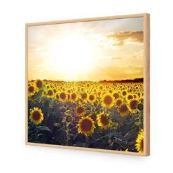 Sunflowers At Sunset (square) -WALL ART DESGIN SALE sunflowers at sunset square acrylic glass no border oak frame 37x37cm 946111
