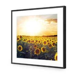 Sunflowers At Sunset (square) -WALL ART DESGIN SALE sunflowers at sunset square acrylic glass with border black frame 37x37cm 577536