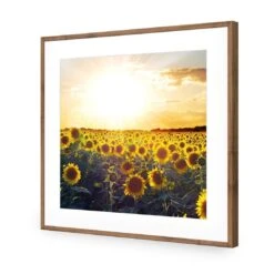 Sunflowers At Sunset (square) -WALL ART DESGIN SALE sunflowers at sunset square acrylic glass with border natural frame 37x37cm 824299