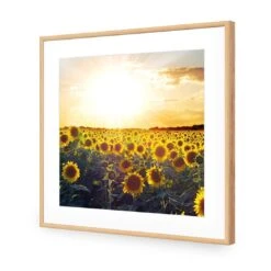 Sunflowers At Sunset (square) -WALL ART DESGIN SALE sunflowers at sunset square acrylic glass with border oak frame 37x37cm 595757
