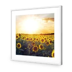 Sunflowers At Sunset (square) -WALL ART DESGIN SALE sunflowers at sunset square acrylic glass with border white frame 37x37cm 471171