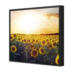 Sunflowers At Sunset (square) -WALL ART DESGIN SALE sunflowers at sunset square canvas black floating frame 37x37cm 167838