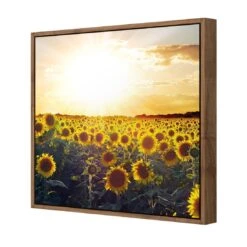 Sunflowers At Sunset (square) -WALL ART DESGIN SALE sunflowers at sunset square canvas natural floating frame 37x37cm 597497