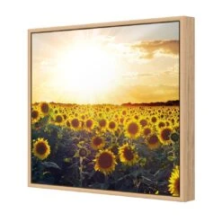 Sunflowers At Sunset (square) -WALL ART DESGIN SALE sunflowers at sunset square canvas oak floating frame 37x37cm 647801