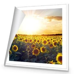 Sunflowers At Sunset (square) -WALL ART DESGIN SALE sunflowers at sunset square canvas rolled canvas 37x37cm 845678