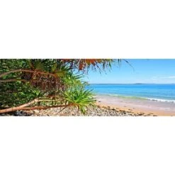 Sunshine Coast Palms (Long)