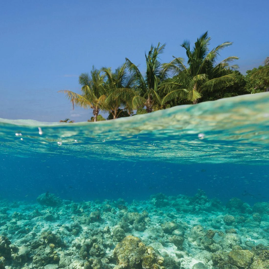 Underwater Coral Island (Square) Underwater Coral Island (Square) -WALL ART DESGIN SALE underwater coral island square canvas stretched canvas 37x37cm 847194