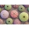 Urchin Collective 1 Urchin Collective -WALL ART DESGIN SALE urchin collective canvas stretched canvas 45x30cm 868260