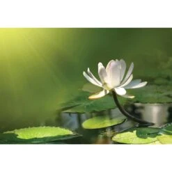 Water Lily