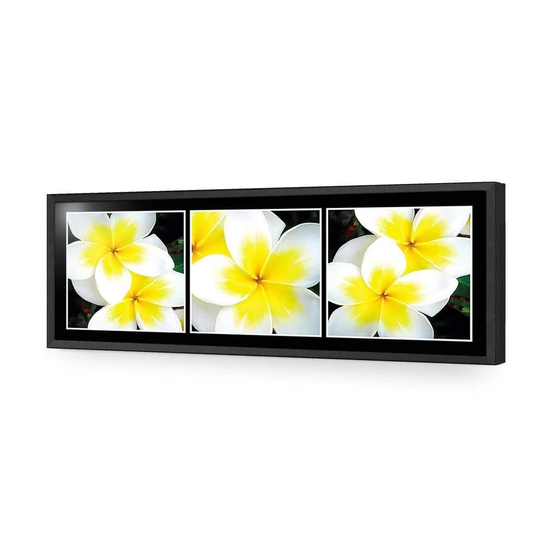 White Frangipani Montage White Frangipani Montage -WALL ART DESGIN SALE white frangipani montage acrylic glass no border black frame 90x30cm 262386