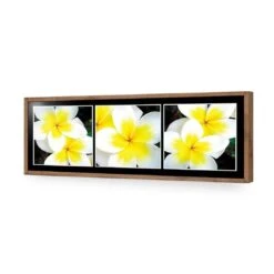 White Frangipani Montage 18 White Frangipani Montage -WALL ART DESGIN SALE white frangipani montage acrylic glass no border natural frame 90x30cm 898422