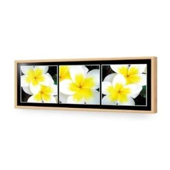 White Frangipani Montage 17 White Frangipani Montage -WALL ART DESGIN SALE white frangipani montage acrylic glass no border oak frame 90x30cm 222469