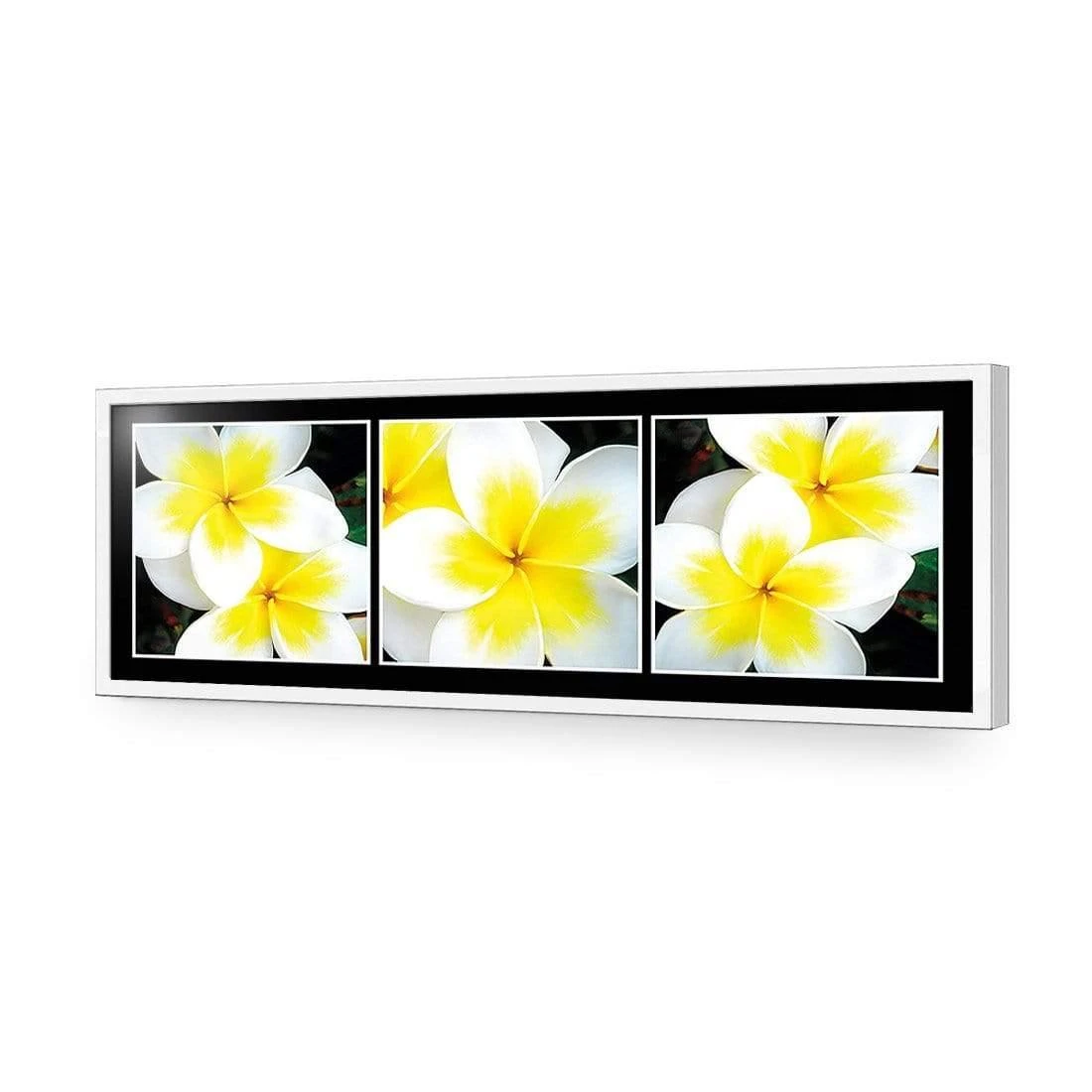 White Frangipani Montage White Frangipani Montage -WALL ART DESGIN SALE white frangipani montage acrylic glass no border white frame 90x30cm 375143