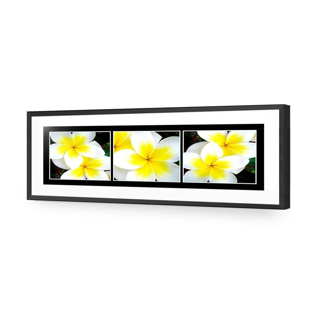 White Frangipani Montage White Frangipani Montage -WALL ART DESGIN SALE white frangipani montage acrylic glass with border black frame 90x30cm 381522