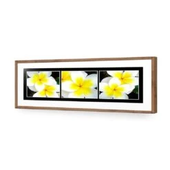 White Frangipani Montage 13 White Frangipani Montage -WALL ART DESGIN SALE white frangipani montage acrylic glass with border natural frame 90x30cm 334565