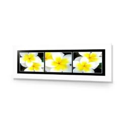 White Frangipani Montage 9 White Frangipani Montage -WALL ART DESGIN SALE white frangipani montage acrylic glass with border no frame 90x30cm 752857