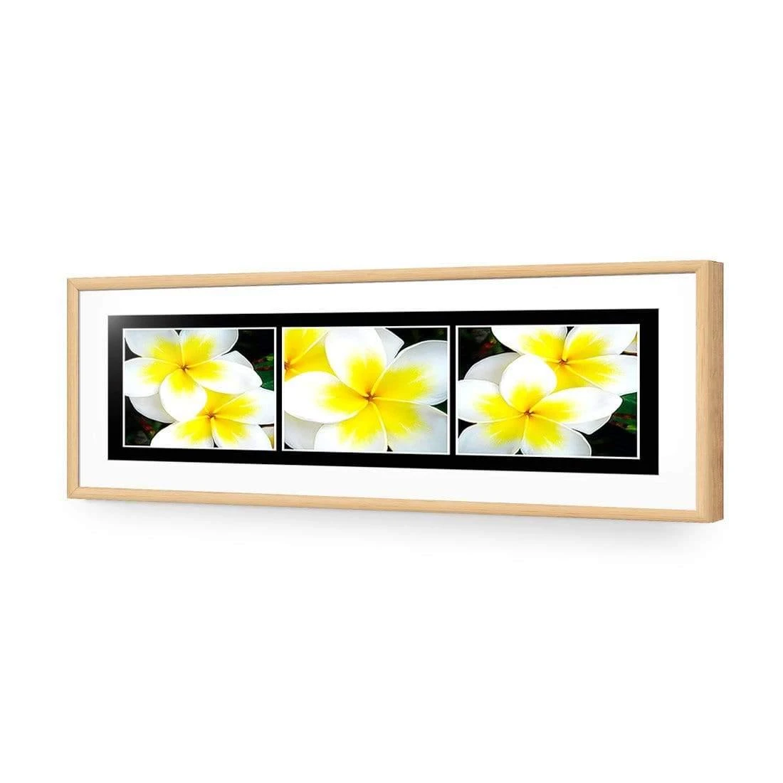 White Frangipani Montage White Frangipani Montage -WALL ART DESGIN SALE white frangipani montage acrylic glass with border oak frame 90x30cm 749428