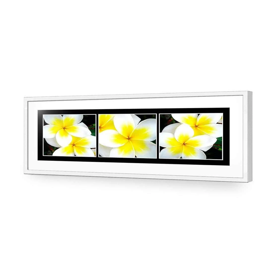 White Frangipani Montage White Frangipani Montage -WALL ART DESGIN SALE white frangipani montage acrylic glass with border white frame 90x30cm 557224