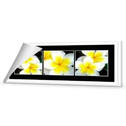 White Frangipani Montage 8 White Frangipani Montage -WALL ART DESGIN SALE white frangipani montage canvas rolled canvas 60x20cm 102851