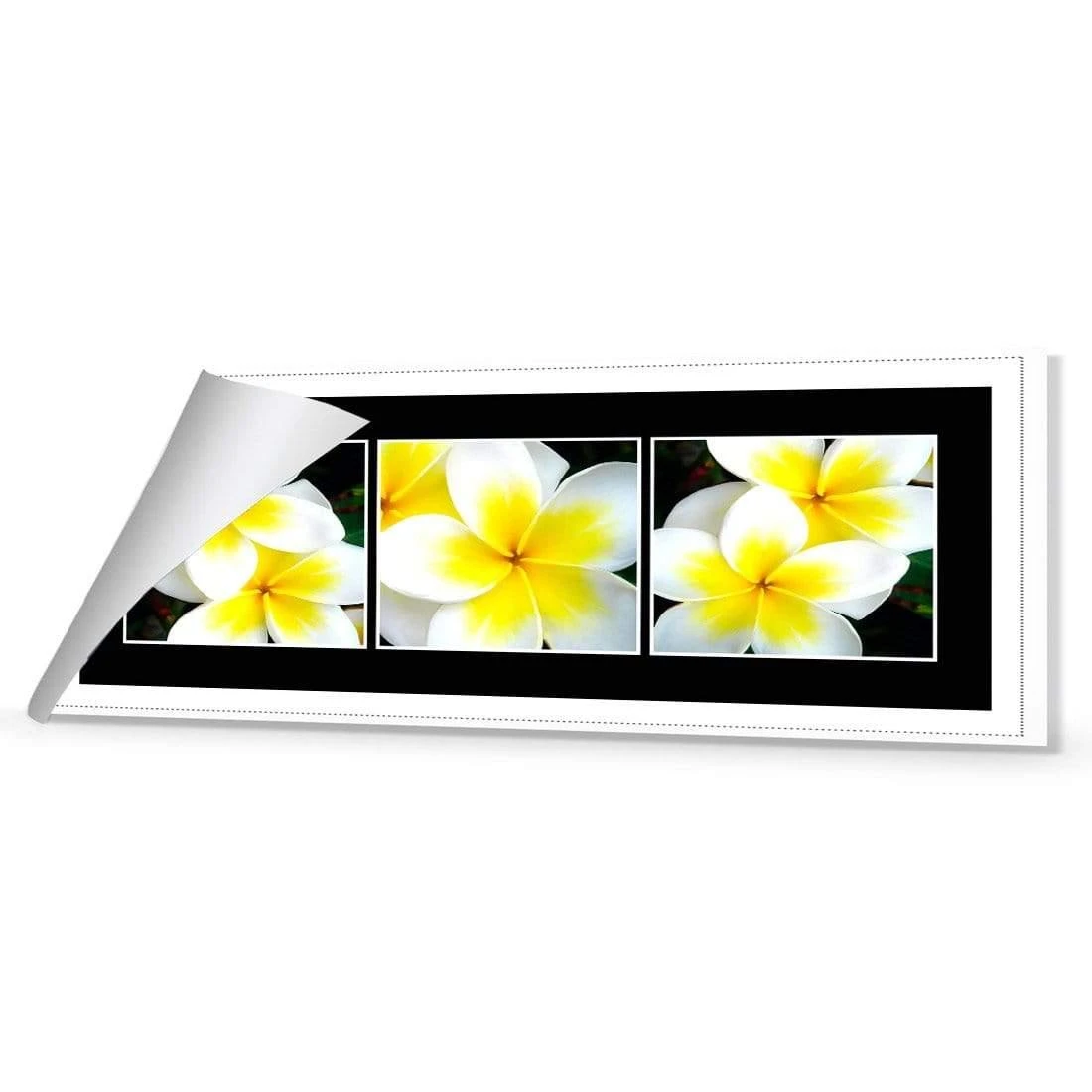 White Frangipani Montage White Frangipani Montage -WALL ART DESGIN SALE white frangipani montage canvas rolled canvas 60x20cm 102851