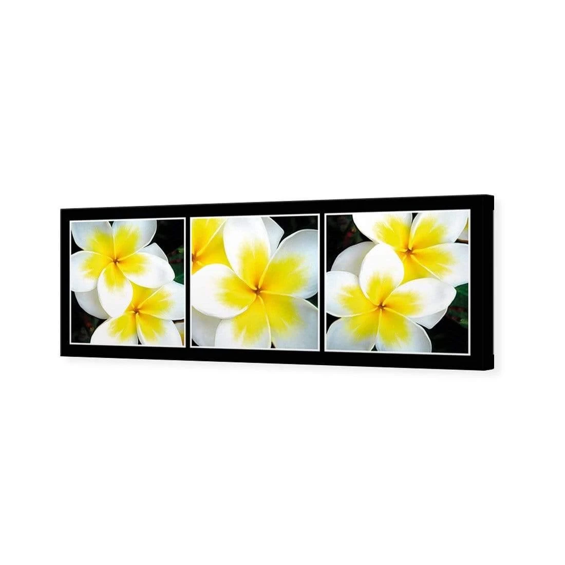White Frangipani Montage White Frangipani Montage -WALL ART DESGIN SALE white frangipani montage canvas stretched canvas 60x20cm 633319