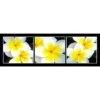 White Frangipani Montage -WALL ART DESGIN SALE white frangipani montage canvas stretched canvas 60x20cm 972597