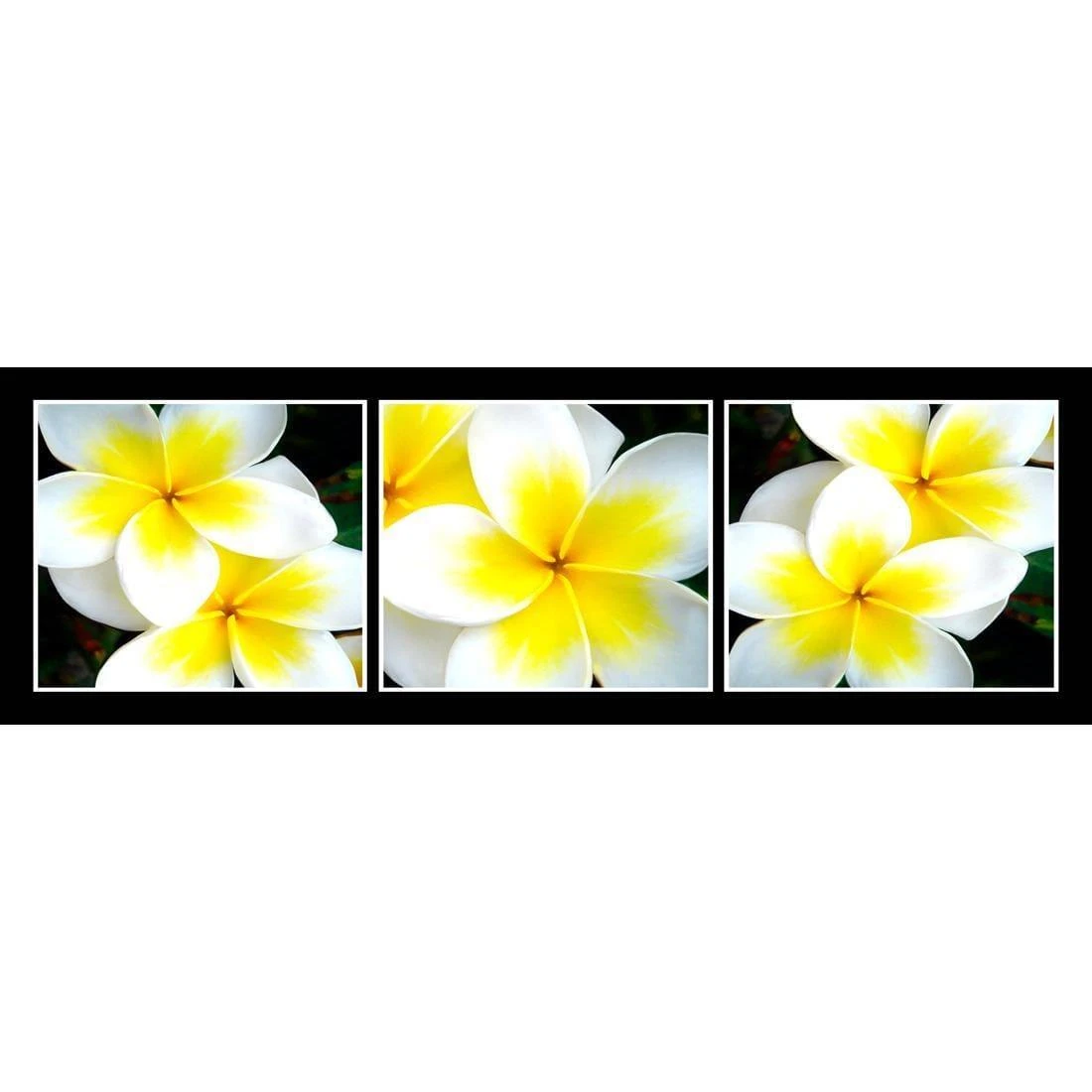 White Frangipani Montage White Frangipani Montage -WALL ART DESGIN SALE white frangipani montage canvas stretched canvas 60x20cm 972597