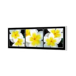 White Frangipani Montage 5 White Frangipani Montage -WALL ART DESGIN SALE white frangipani montage canvas white floating frame 60x20cm 771441