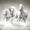 White Horse Beauty, Black And White (square) 2 White Horse Beauty, Black And White (square) -WALL ART DESGIN SALE white horse beauty black and white square canvas stretched canvas 37x37cm 403422