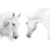 White Horses -WALL ART DESGIN SALE white horses canvas stretched canvas 45x30cm 476941