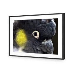 Yellow Tailed Black Cockatoo 11 Yellow Tailed Black Cockatoo -WALL ART DESGIN SALE yellow tailed black cockatoo canvas stretched canvas 45x30cm 175261