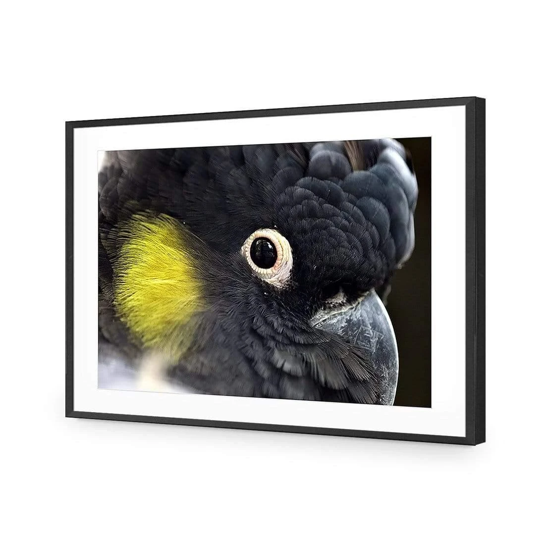 Yellow Tailed Black Cockatoo Yellow Tailed Black Cockatoo -WALL ART DESGIN SALE yellow tailed black cockatoo canvas stretched canvas 45x30cm 175261