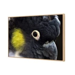 Yellow Tailed Black Cockatoo 7 Yellow Tailed Black Cockatoo -WALL ART DESGIN SALE yellow tailed black cockatoo canvas stretched canvas 45x30cm 294035