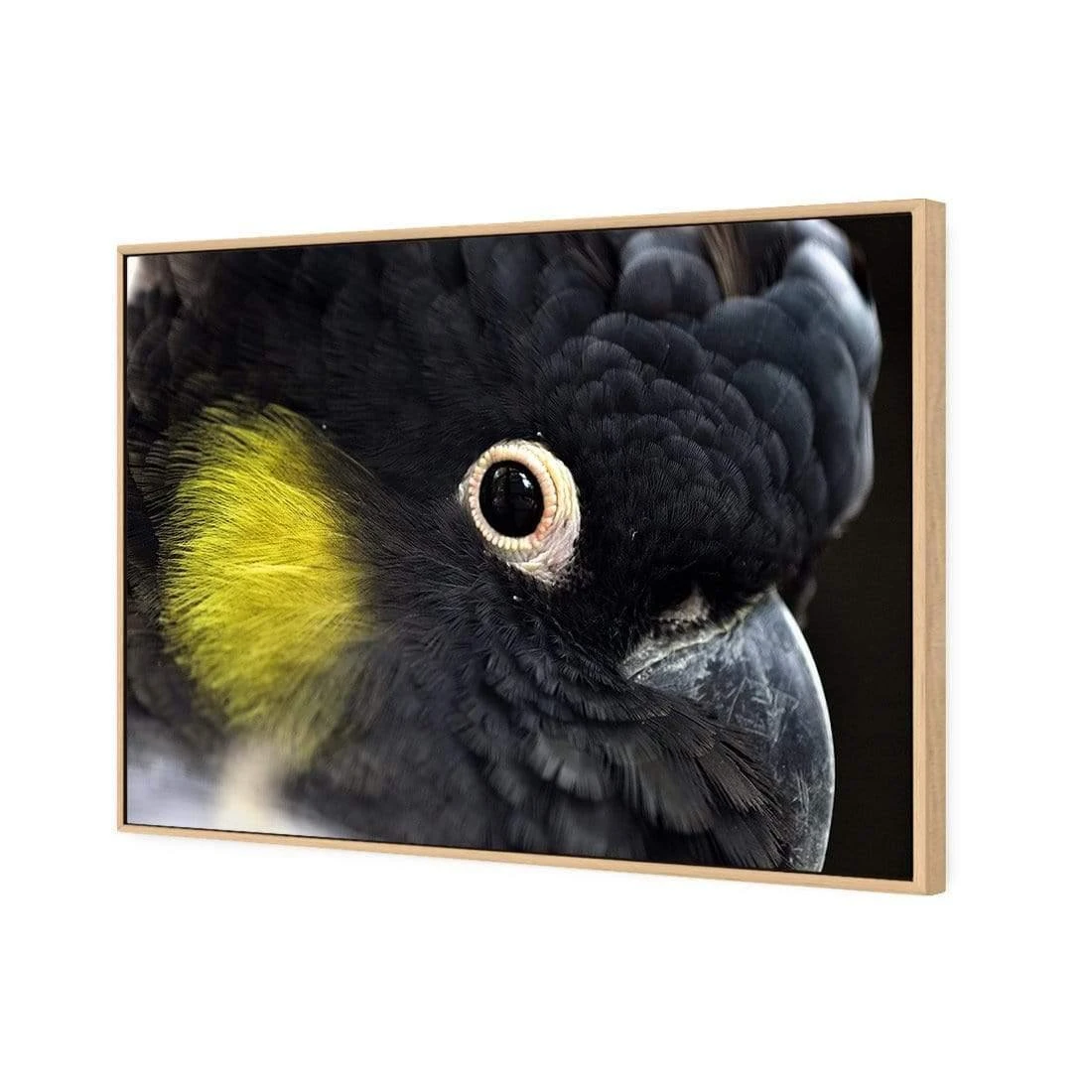 Yellow Tailed Black Cockatoo Yellow Tailed Black Cockatoo -WALL ART DESGIN SALE yellow tailed black cockatoo canvas stretched canvas 45x30cm 294035