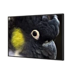 Yellow Tailed Black Cockatoo 5 Yellow Tailed Black Cockatoo -WALL ART DESGIN SALE yellow tailed black cockatoo canvas stretched canvas 45x30cm 306345